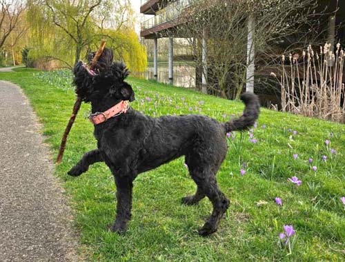 Bouvier NEFERTARI KALLISTA v CAYA'S HOME